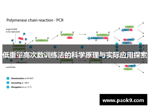 低重量高次数训练法的科学原理与实际应用探索